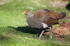 Tasmanian Nativehen